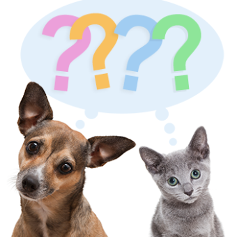 Questions Dog & Cat
