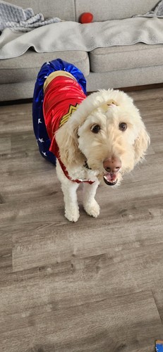 Wonder Woman Pet Halloween Costume for Dogs or Cats by Rubies - Image 5