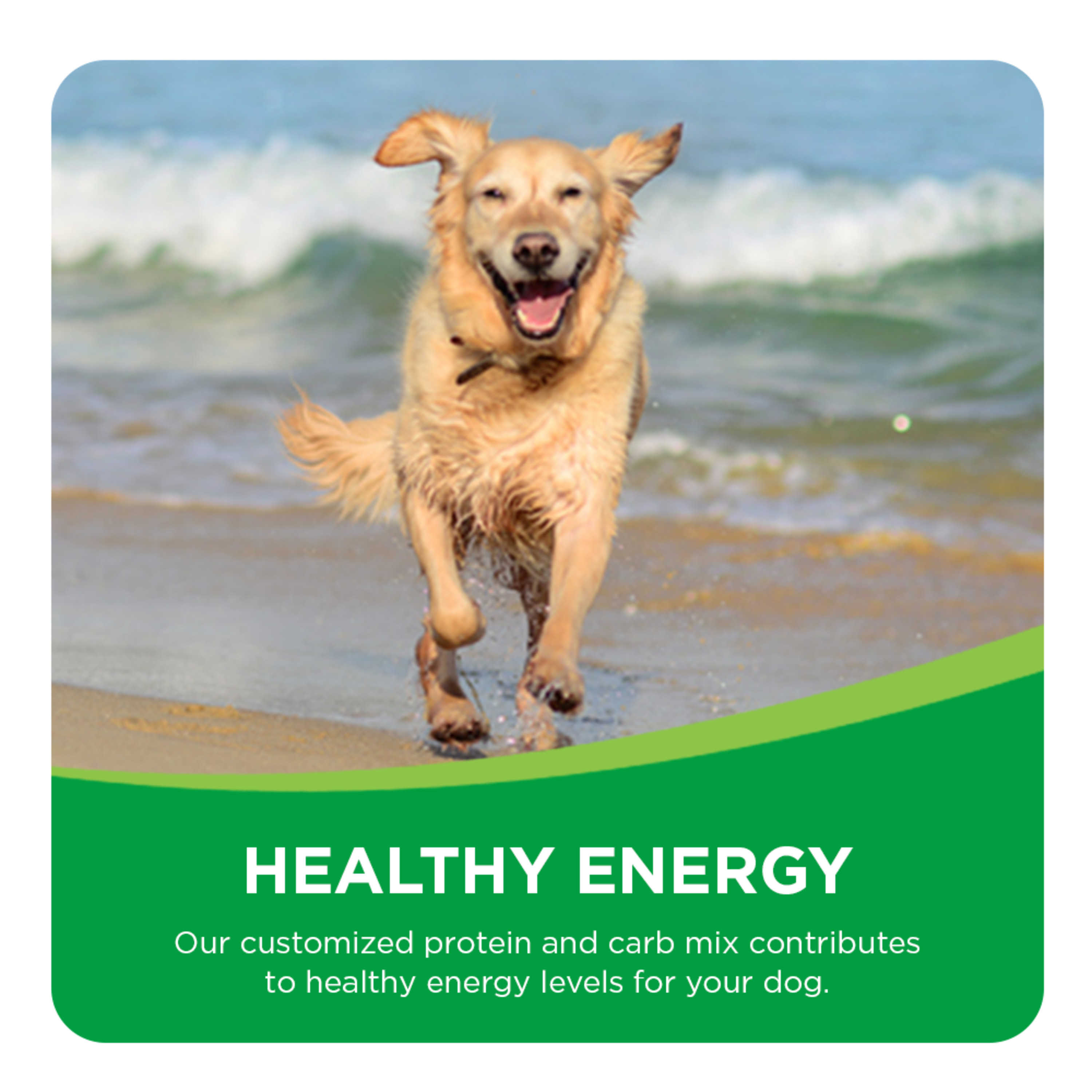 IAMS Proactive Health Adult Chunks Dry Dog Food - Image 3