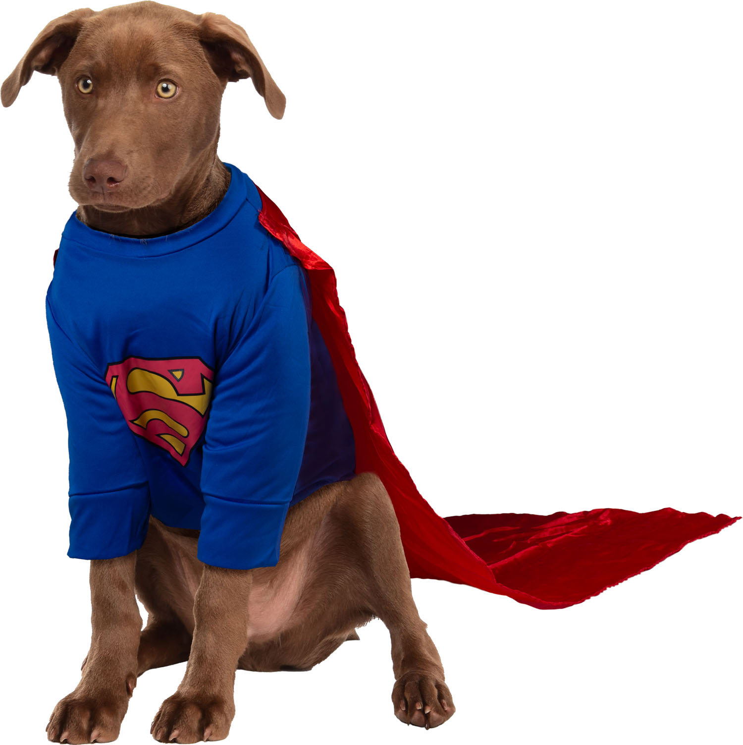 Superman Dog Halloween Costume - Big Dog Edition by Rubies - Image 5