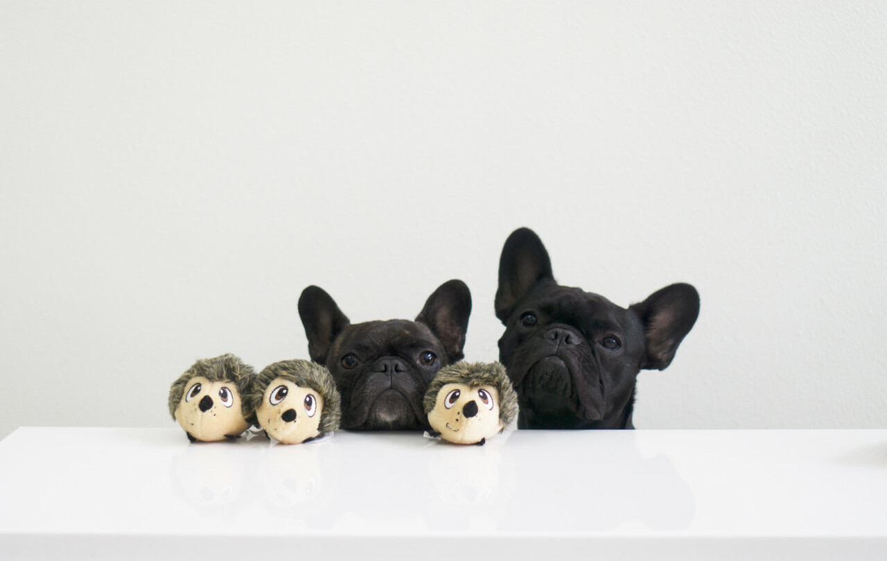Outward Hound Squeakin' Hedgiez Hedgehog Dog Toy 3 pack Replacement for Hide a Hedgehog - Image 3