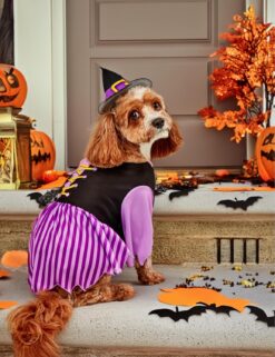 Alternative view of Rubies Pet Halloween Witch Costume